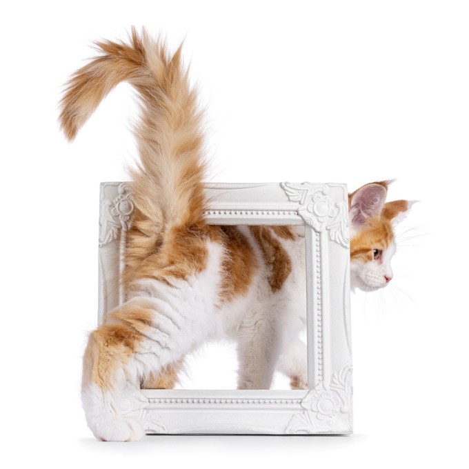 Miért dugják a macskák az arcunkba a feneküket? Nem is hinné, hogy mi ennek az oka! című cikk nyitóképe