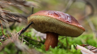 Babérvargánya: finom és csökkenti a rák kockázatát - ősszel a legkönnyebb rátalálni című cikk nyitóképe