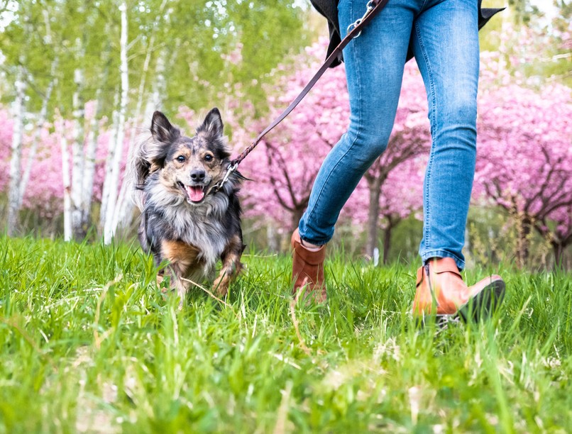 kutya, szívférgesség, köhögés, állat, szúnyog