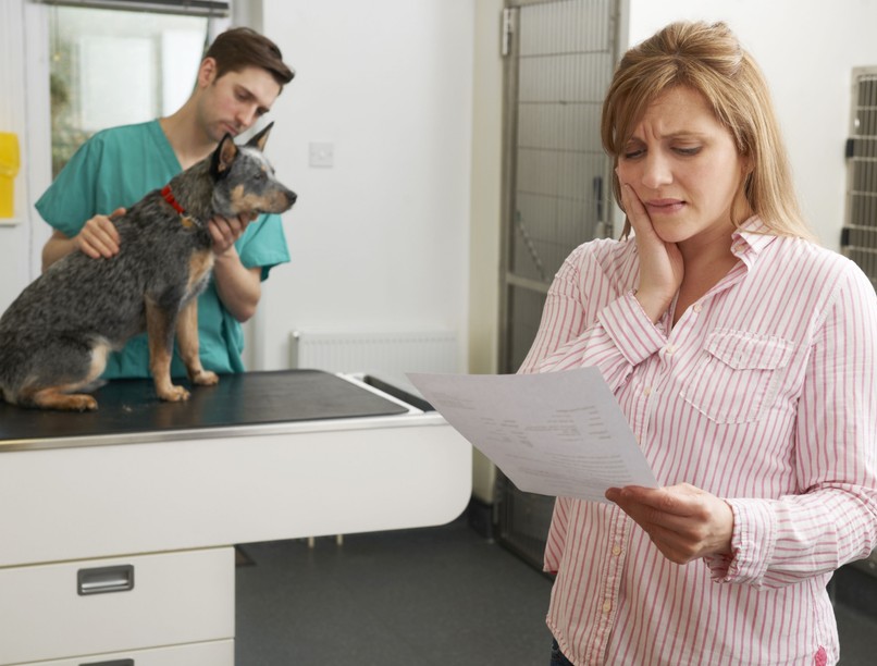 kutya macska betegség baleset biztosítás állatorvos