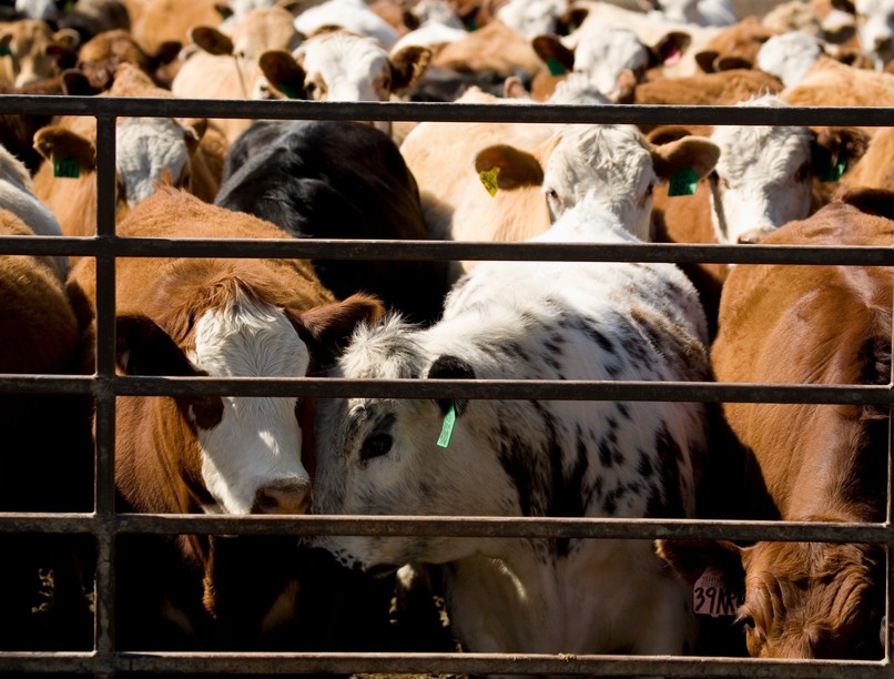 Nébih száj- és körömfájás betegség Magyarország