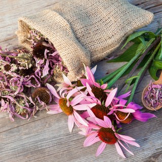 Így segíthet az echinacea a megfázásos időszakban című cikk nyitóképe