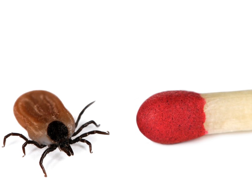 kullancs eltávolítás gyufával