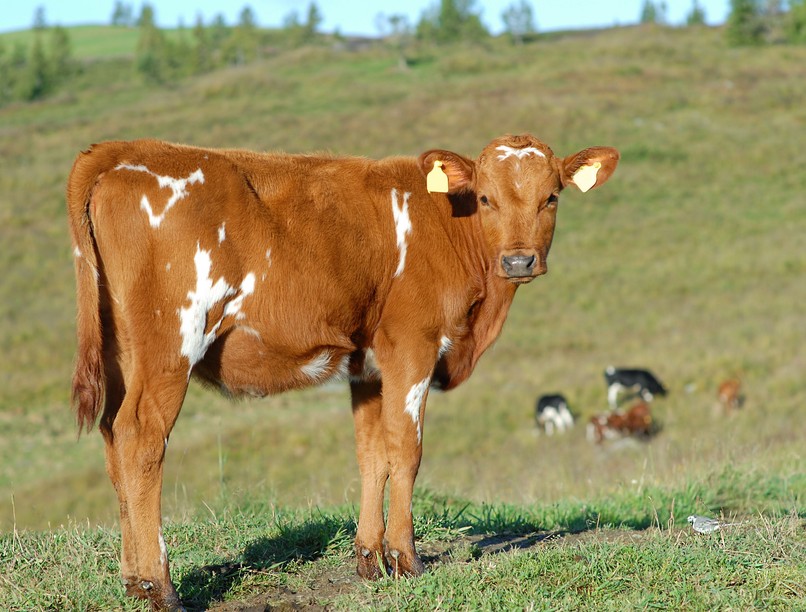 állat mentes sajt tej fehérje kazein
