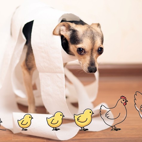 Mire lehet allergiás a kutya? Nem csak a csirke lehet a bűnös – ezekre is allergiás lehet kedvencünk című cikk nyitóképe