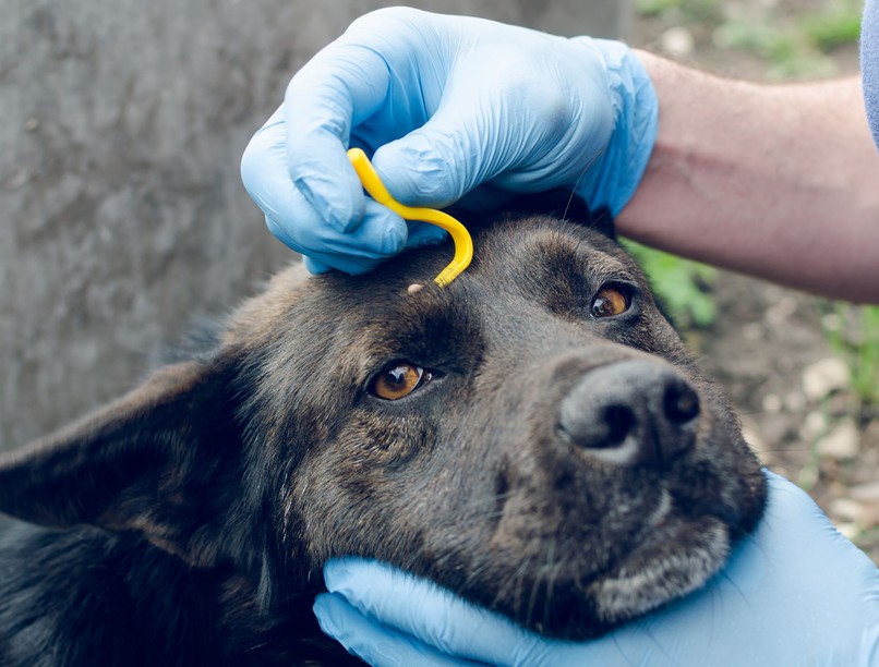 kullancs kutya macska élősködő fertőzés