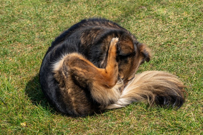 Miért nyalogatja a kutyám a hátsóját? Ebben az esetben érdemes orvoshoz vinni című cikk nyitóképe