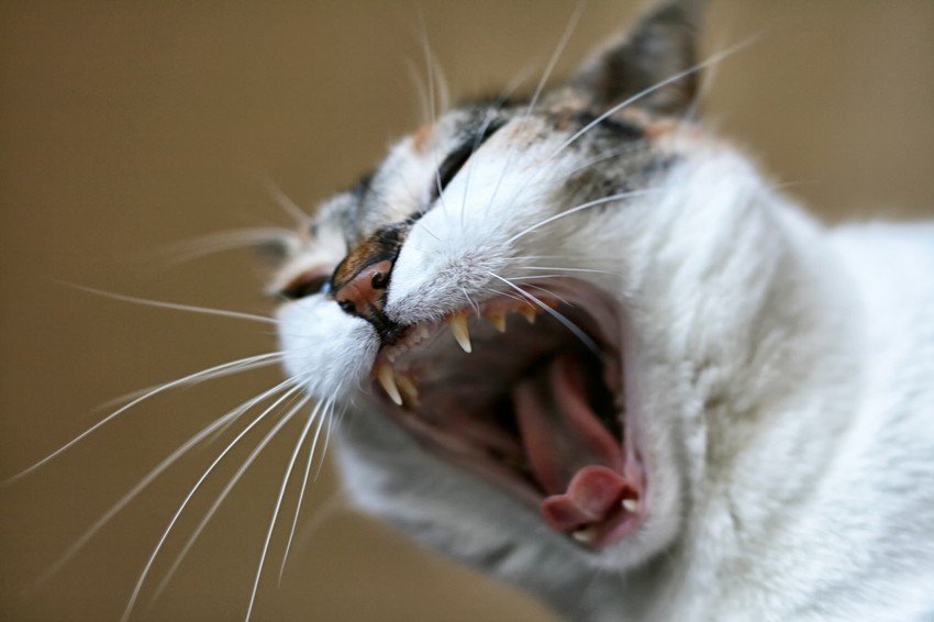 Ez a teendő, ha veszett álat támadta meg. A veszettség tünetei három szakaszban jelentkeznek, az első, bevezető szakasz influenzaszerű tünetekkel jár.