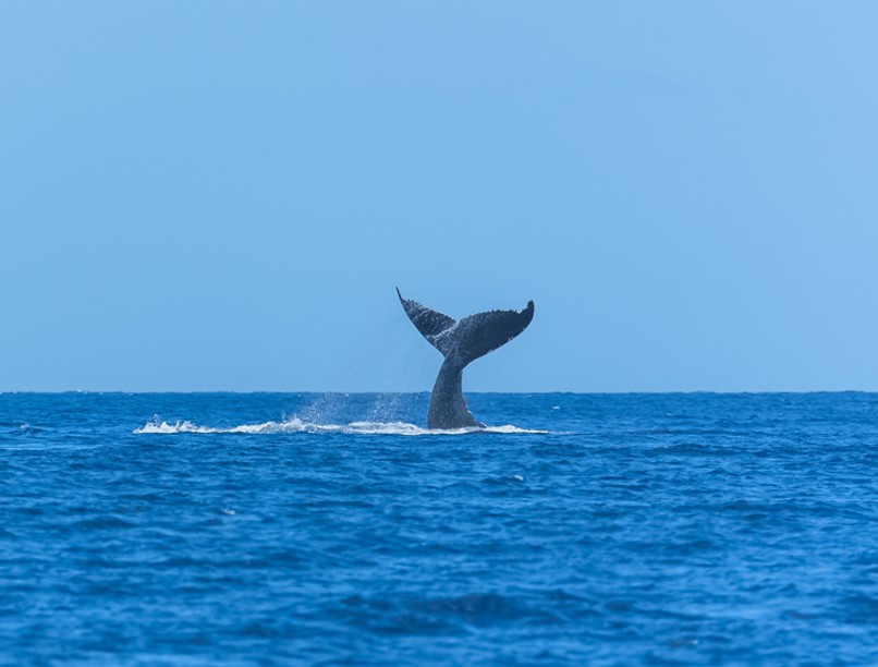 bálna, búvár, baleset, zúzódás