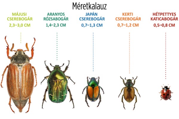 A japán cserebogár (Popillia japonica) rendkívül sokféle növényt képes károsítani, és nemcsak a kifejlett bogár, hanem a talajban fejlődő lárvája is problémát okozhat.