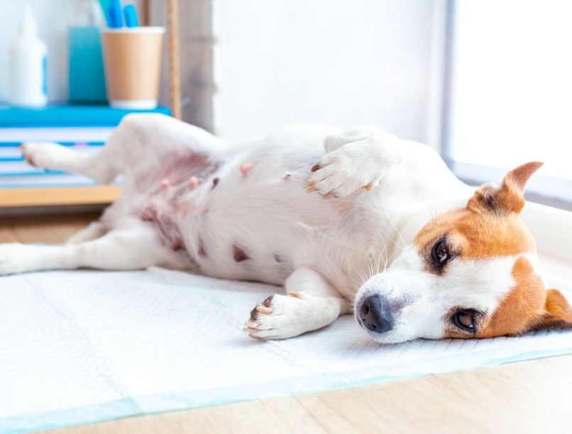 kisállatok egészsége kutya álvemhesség tünetei kezelés
