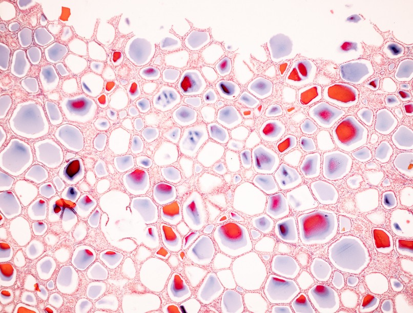 hormonok működése szerepe