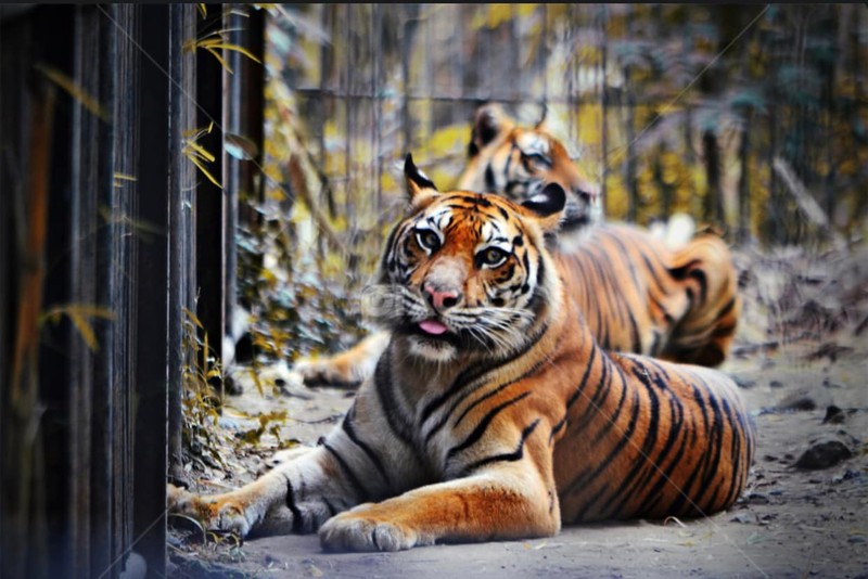 Meg akarta simogatni a szibériai tigrist egy férfi Bács-Kiskun megyében - nem lett jó vége