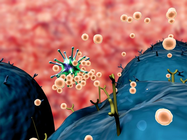 Mitől lehet magas a limfocita érték? Ilyen betegségek befolyásolhatják