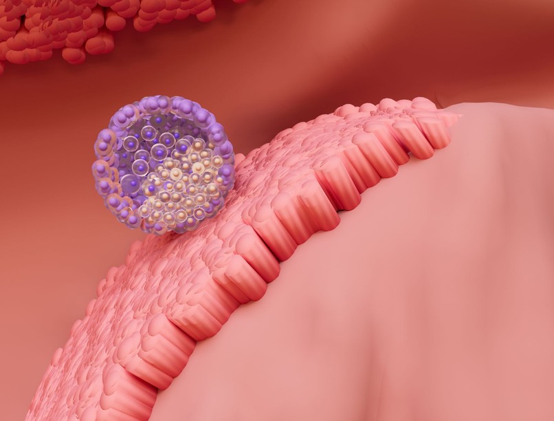 embrió beágyazódás videó kutatás