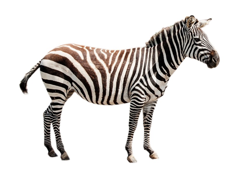 színes zebracsíkozás alkohol ivás mértékletes