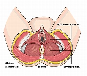 Ami minden nőnek fontos lehet: intimtorna, gátizomtréning