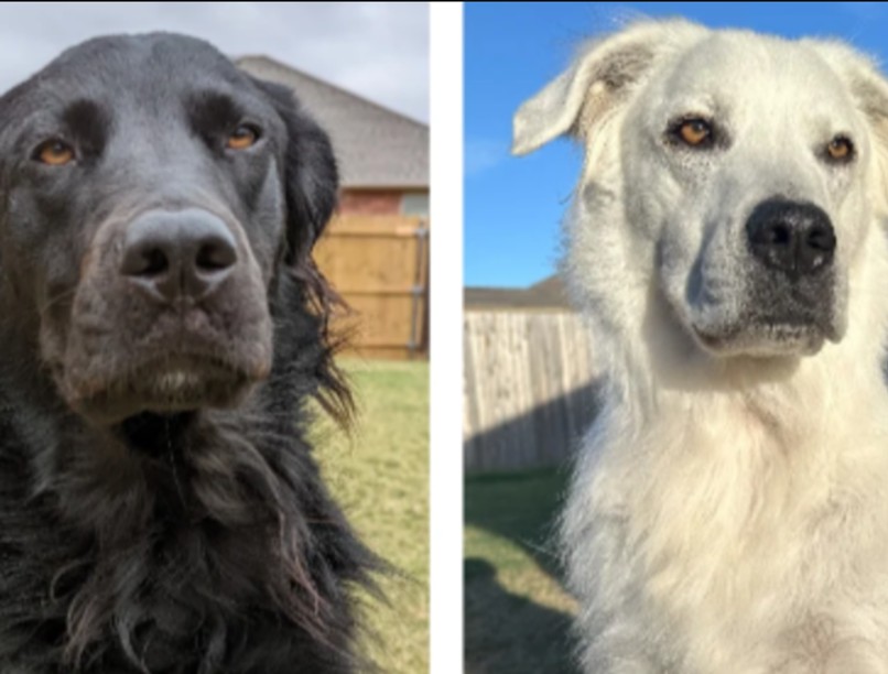 vitiligo albino kutya