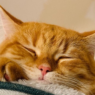 A macskák új kulcsot adhatnak az emlőrák megértéséhez című cikk nyitóképe