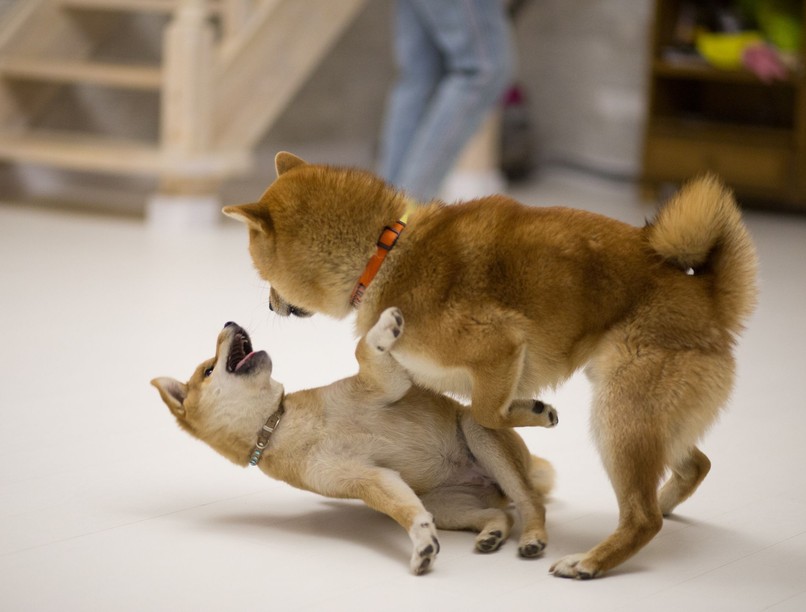 kutya kutatás vizsgálat rangsor dominancia társállat