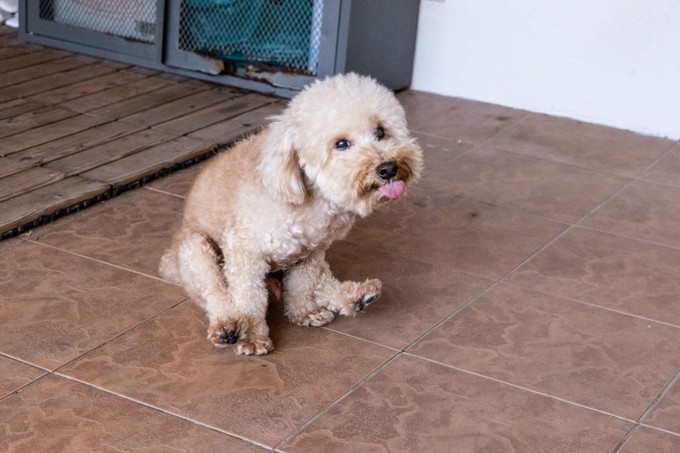 Miért húzza a kutya a fenekét a földön? A szánkázás okai és teendők gazdiként című cikk nyitóképe