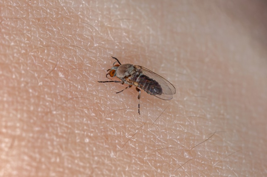 A púposszúnyogok (Simuliidae), más néven fekete legyek, apró, 1–5 milliméteres púpos rovarok, amelyek név- és alaki hasonlóságuk ellenére a legyek családjába tartoznak, és rendkívül fájdalmas, heves duzzanatot okozó csípésükről hírhedtek