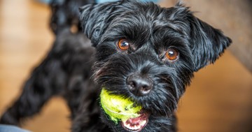 Szereti a kutyája a teniszlabdákat? Állatorvosok szerint komoly veszélyt rejthetnek
