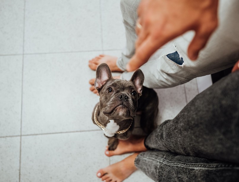 Miért ül kutya lábamra