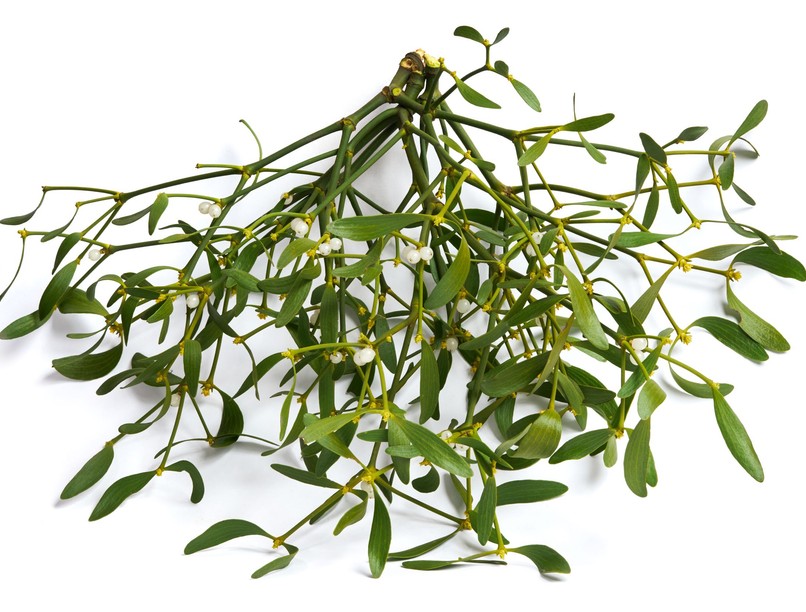 fehér fagyöngy meg lehet enni mérgező