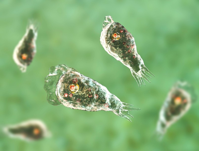 fertőző betegségek agyevő amőba Párkány fiú meghalt