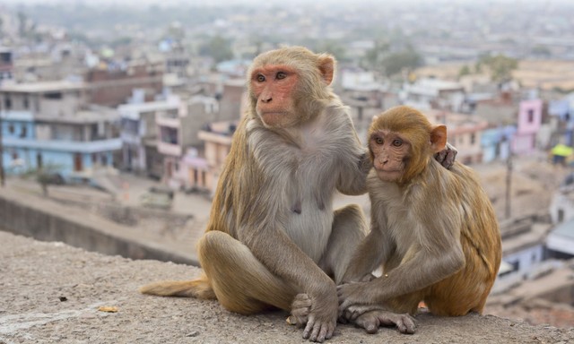 Gyilkos vírus: halálos majomláz szedi az áldozatait