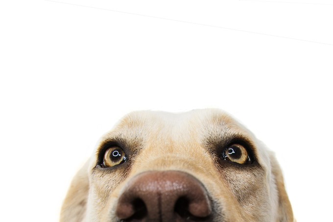 Akár 35 százalék is lehet a szívférgességgel fertőzött kutyák aránya Magyarországon című cikk nyitóképe