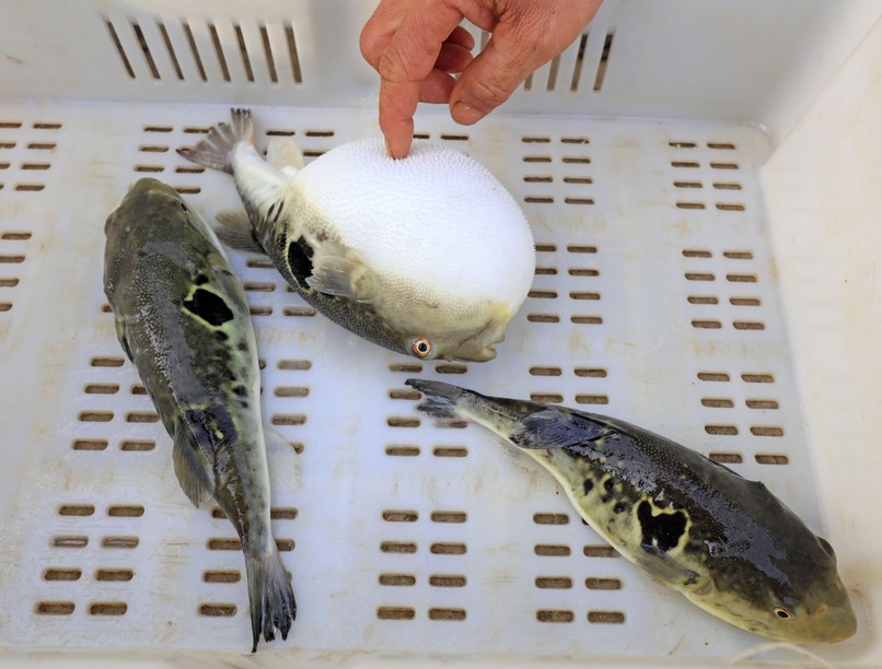 japán fugu méreg 