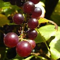 Csodaszer a szőlőszemben? (a rezveratrol nyomában)