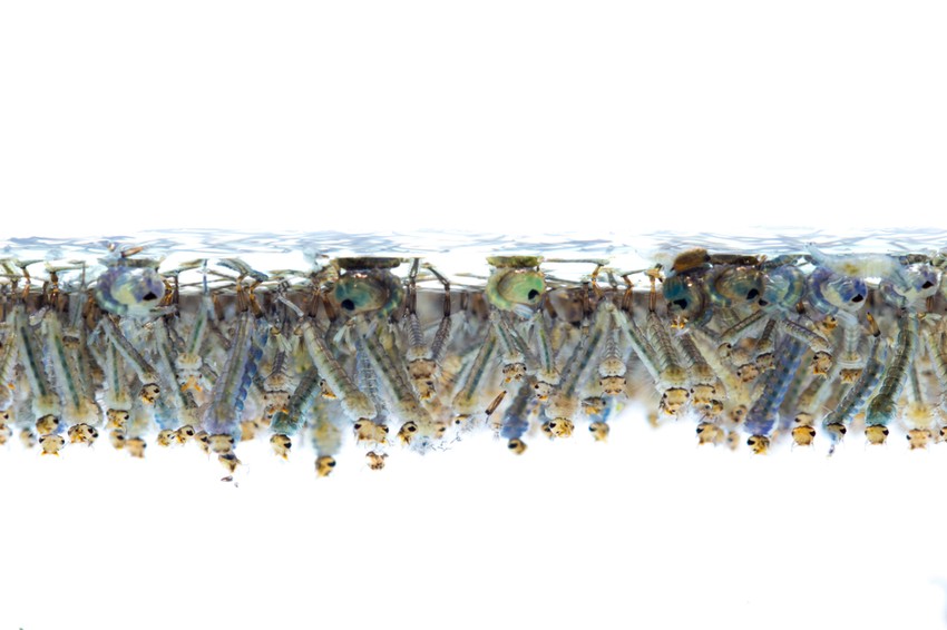 A baktériumok jelentős csoportja önmagukban általában nem okoz súlyos betegséget, de bizonyos mikroorganizmusok jelenléte azt jelzi, hogy más, például ürülékből származó, komoly fertőzést, betegséget okozó kórokozók is jelen lehetnek a vízben.