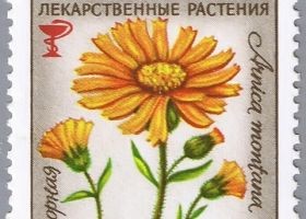 A hegyi árnika titkai