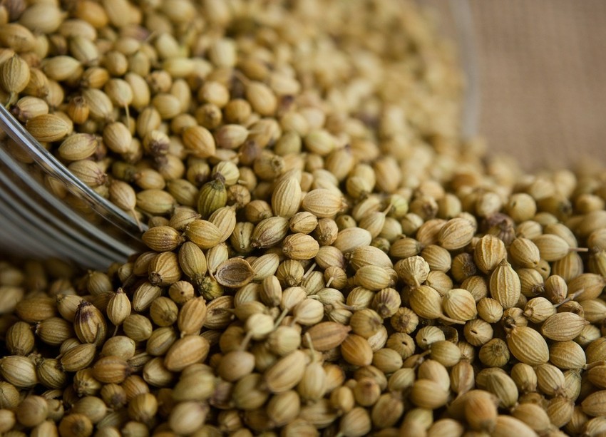 Korianderrel a szuperbaktériumok ellen?