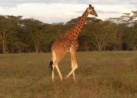 Egy kellemetlen "útitárs": az utazási betegség