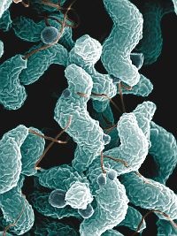 Figyelem! Csirkehús miatti fertőzés!