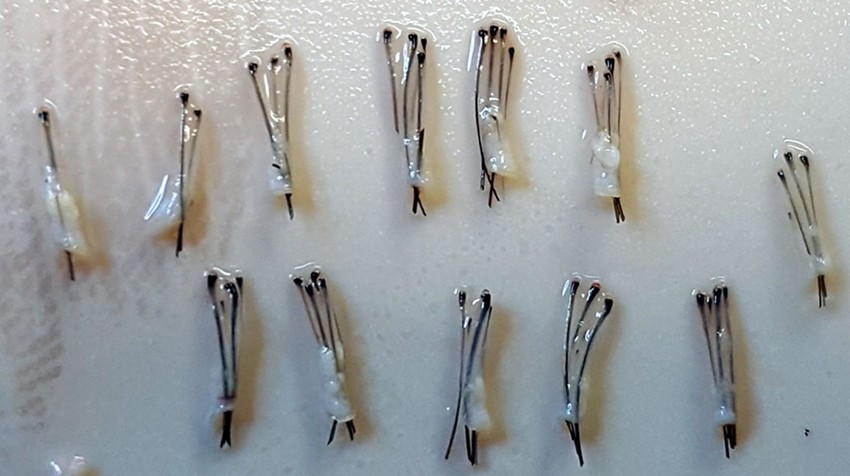 A kinyert hajszálcsoportok, graftok 