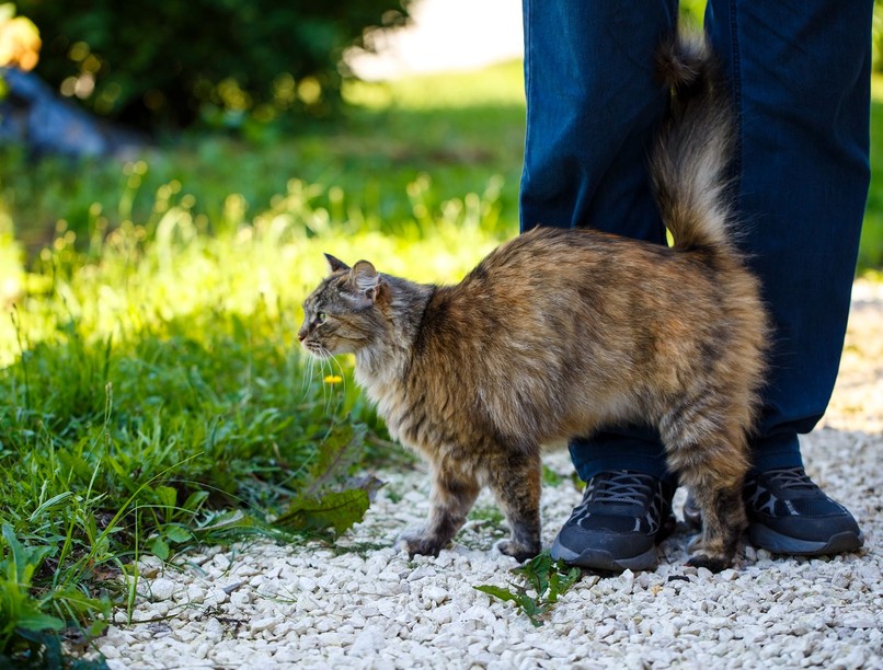 macska megy vonzódik akik nem szeretik