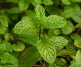 A mentatea a nagyfokú szőrösödés természetes ellenszere