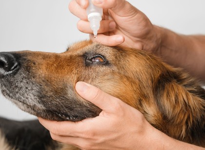 Otthoni betegápolás kutyáknál: így segíthet stresszmentesen kedvencének a gyógyulásban című cikk nyitóképe