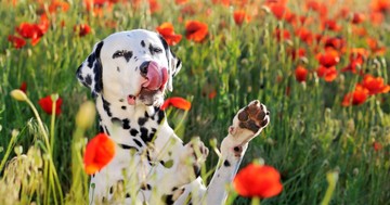  Miért nyalogatják a kutyák a levegőt? – Ártatlan szokás vagy figyelmeztető jel? 