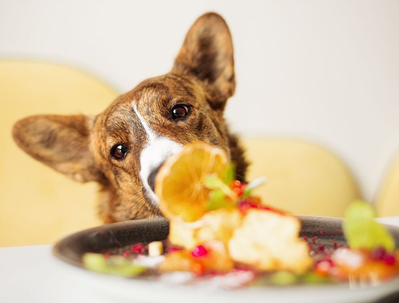 miért nem lehet szőlőt adni kutyának