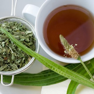 Lándzsás útifű: emésztést segítő, bőrnyugtató, gyulladáscsökkentő hatású gyógynövény című cikk nyitóképe