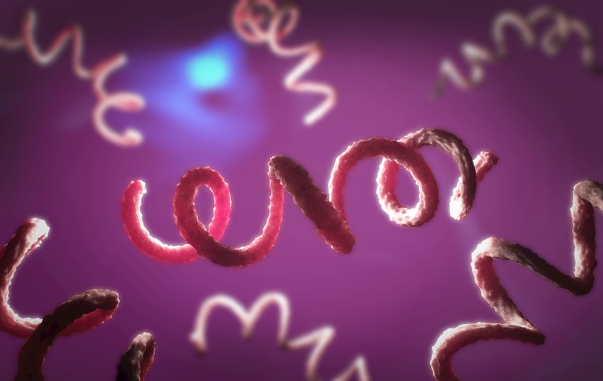 A kezdeti szakaszban, komplikációmentesen felfedezett fertőzés kezelése egy adagban alkalmazott penicillin, vagy azythromicin antibiotikum.