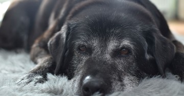  Demencia kutyáknál – így ismerheti fel, ha idős kedvence ebben szenved 