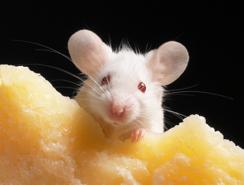 egyiptom nátha, megfázás, influenza, vírus, orrfolyás