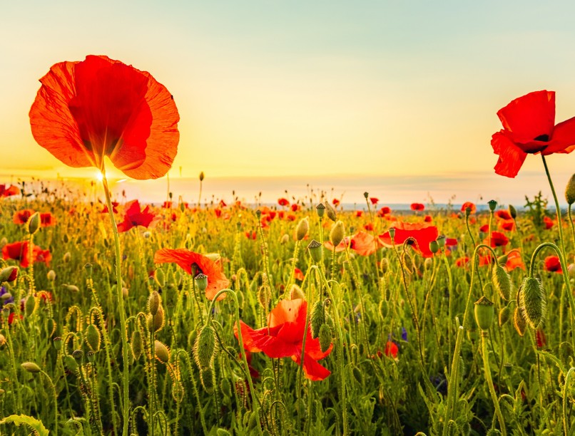 orvos válaszol pipacs mérgező